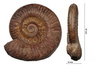 Grammoceras penestriatulum